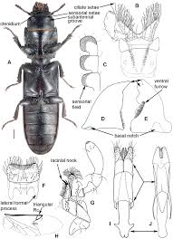 Attēlu rezultāti vaicājumam “Grynocharis oblonga”