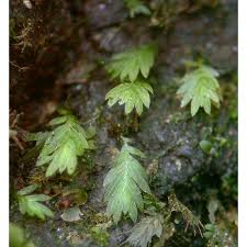 Attēlu rezultāti vaicājumam “Fissidens gracilifolius”
