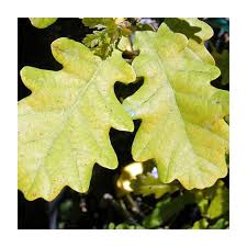 Attēlu rezultāti vaicājumam “Quercus robur leaf”