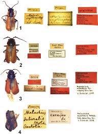 Attēlu rezultāti vaicājumam “Malachidae”