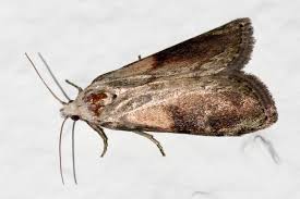 Attēlu rezultāti vaicājumam “Aphomia sociella male”