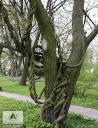 Attēlu rezultāti vaicājumam “Aristolochia durior”