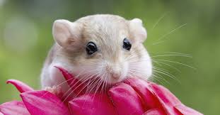 Image result for Gerbil