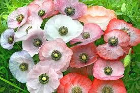 Image result for Mohn