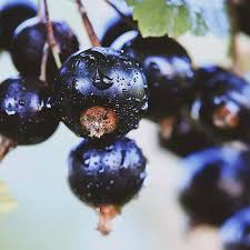 Attēlu rezultāti vaicājumam “Ribes nigrum fruit”