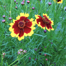 Image result for Coreopsis