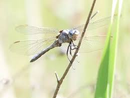 Attēlu rezultāti vaicājumam “Orthetrum brunneum”