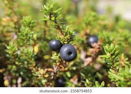 Attēlu rezultāti vaicājumam “Empetrum nigrum”