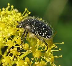 Attēlu rezultāti vaicājumam “Oxythyrea funesta”