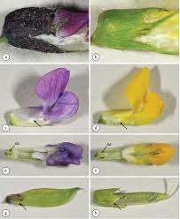 Attēlu rezultāti vaicājumam “Lathyrus pratensis flower”