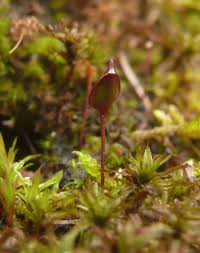 Attēlu rezultāti vaicājumam “Buxbaumia”