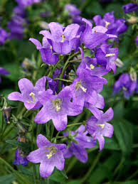 Attēlu rezultāti vaicājumam “Viola collina flower”
