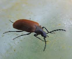 Attēlu rezultāti vaicājumam “Pseudocistela ceramboides”