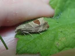 Attēlu rezultāti vaicājumam “Donacaula mucronella”