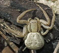 Attēlu rezultāti vaicājumam “Xysticus bifasciatus”