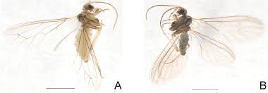 Attēlu rezultāti vaicājumam “Coniopterygidae”