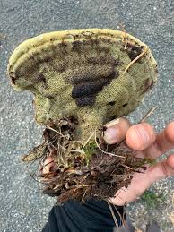 Attēlu rezultāti vaicājumam “Badhamiopsis scripta spores”