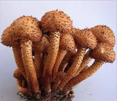 Attēlu rezultāti vaicājumam “Pholiota squarrosa”