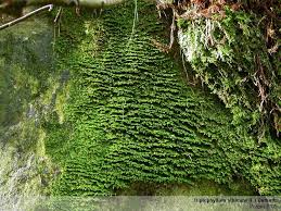 Attēlu rezultāti vaicājumam “Diplophyllum albicans”