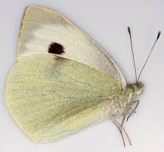 Attēlu rezultāti vaicājumam “Pieris brassicae female”