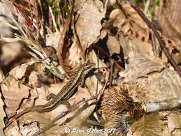 Attēlu rezultāti vaicājumam “Lacerta agilis female”