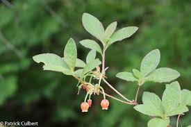 Attēlu rezultāti vaicājumam “Menziesia ferruginea flower”