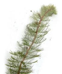 Attēlu rezultāti vaicājumam “Myriophyllum alterniflorum leaf”