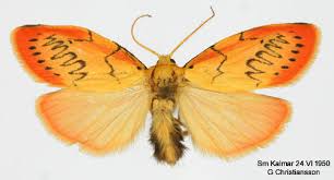 Attēlu rezultāti vaicājumam “Miltochrista miniata”