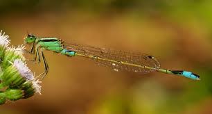 Attēlu rezultāti vaicājumam “Ischnura elegans”