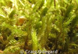 Attēlu rezultāti vaicājumam “Antitrichia curtipendula”