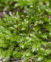 Attēlu rezultāti vaicājumam “Brachythecium salebrosum sporophyte”