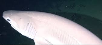 Image result for Hexanchus griseus