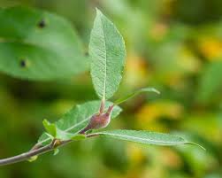 Attēlu rezultāti vaicājumam “Salix myrsinifolia male flower”