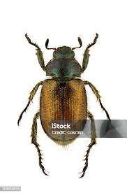 Attēlu rezultāti vaicājumam “Phyllopertha horticola”