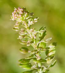 Attēlu rezultāti vaicājumam “Lepidium densiflorum flower”