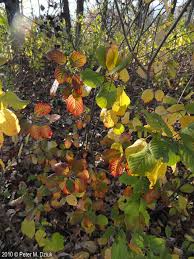Attēlu rezultāti vaicājumam “Frangula alnus leaf”