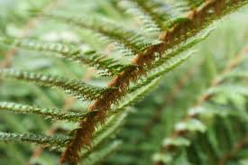 Attēlu rezultāti vaicājumam “Polystichum braunii”