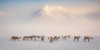 Image result for Clyde Valley Predators