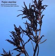 Attēlu rezultāti vaicājumam “Najas marina”