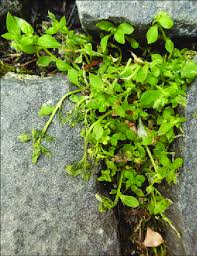 Attēlu rezultāti vaicājumam “Stellaria pallida”
