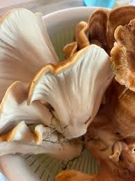 Attēlu rezultāti vaicājumam “Bondarzewia mesenterica”