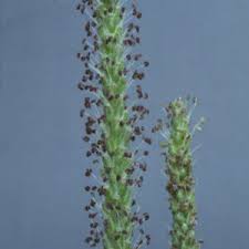 Attēlu rezultāti vaicājumam “Plantago uniflora leaf”