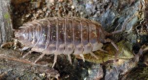 Attēlu rezultāti vaicājumam “Oniscoidea”