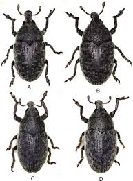 Attēlu rezultāti vaicājumam “Larinus sp.”