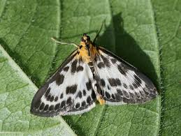 Attēlu rezultāti vaicājumam “Anania hortulata”