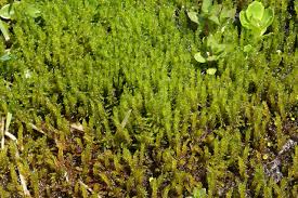 Attēlu rezultāti vaicājumam “Palustriella decipiens”