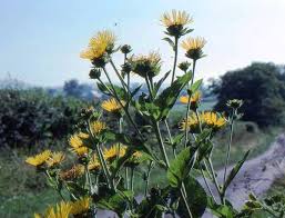 Image result for Inula helenium