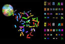 Chroma Technology - Spectral karyotyping of human chromosomes