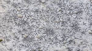 Attēlu rezultāti vaicājumam “Graphis scripta”