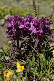 Attēlu rezultāti vaicājumam “Pedicularis palustris fruit”